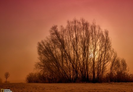 Trees in Fog, Germany - nature, fields, sunset, trees