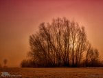 Trees in Fog, Germany