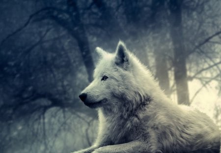 White wolf - white, forest, wolf, tree, wild life, dog