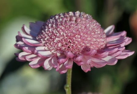 Purple Chrysanthemum - flower, purple, petals, stem, layers, nature, chrysanthemum