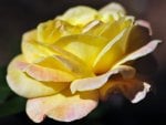 Yellow Rose of Texas