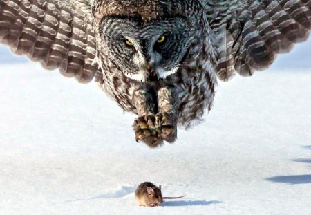 Dinner Time!!!! - mouse, owl, nature, snow