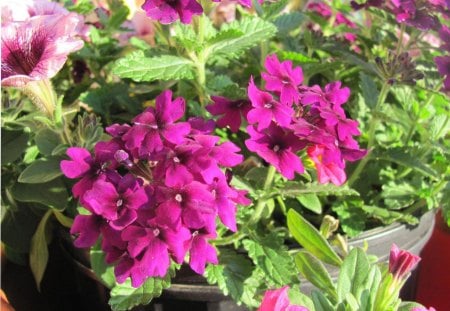 Pot Of Spring - nature, potted flowers, flowers, pink