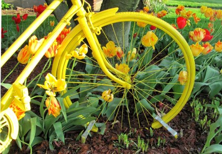 Bicycle Built For Spring - nature, yellow, bicycle, flowers, spring