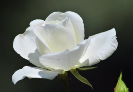 Loving White Rose - flower, rose, layers, leaves, white, petals, stem, nature, day