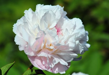 Light Pink White Rose - stem, petals, pink, leaves, white, nature, green, layers, day