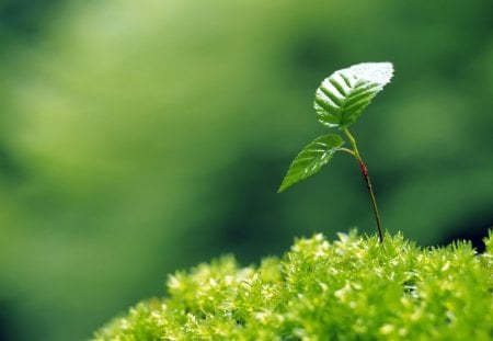 Just Starting - sprout, summer, light, nature, green, grass