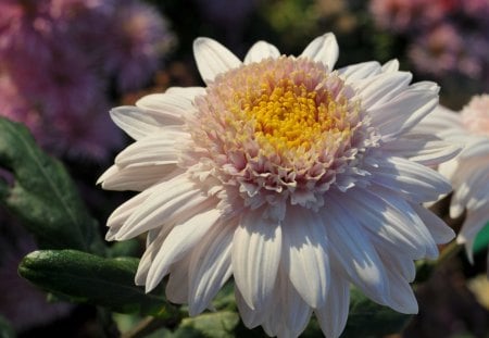 Chrysanthemum - white, center, nature, yellow, chrysanthemum, flower, petals, shadow