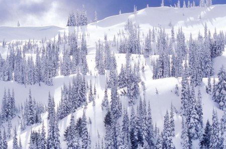 winter on hurricane ridge olympia np washington - forest, winter, ridge, mountain