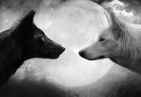 Black and White Wolfs. - white, moon, animals, wolfs, black