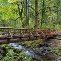 log bridge over forest stream