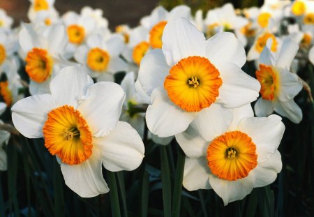 White Daffodils - white, petals, center, stem, yellow, daffodils, nature, green