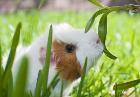 *** - pig, genuine, animal, animals, meadow