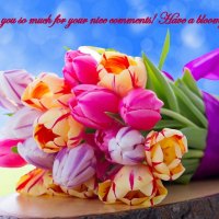 Lovely Colorful Tulips