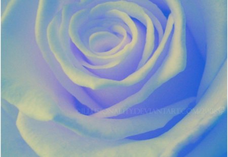 Soft Blue - nature, rose, soft, blue