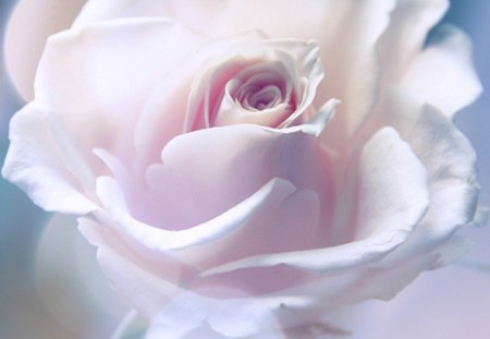 Soft Rose - flower, nature, rose, soft