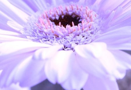 Melting Hearts - flower, nature, purple, gerbera