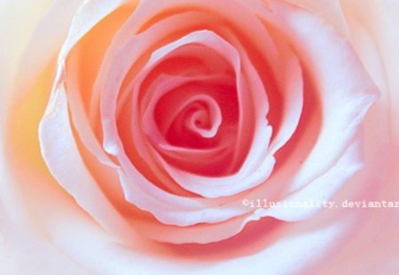 Milk - rose, flower, nature, soft