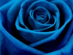 Blue Rose