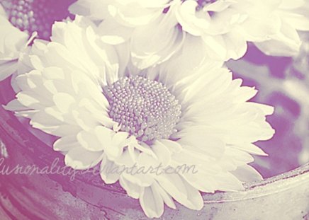 Soft Flowers - flowers, white, nature, gerberas