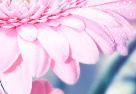 Run For you - flower, pink, nature, gerbera