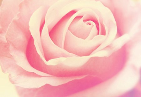 Pink Rose - flower, pink, nature, rose