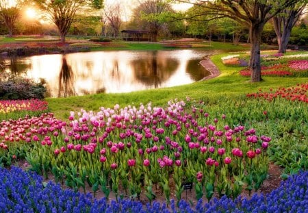 Park - flower, pond, garde, tree, park