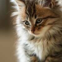 Cute fluffy cat