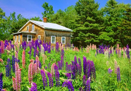 House among flowers - pretty, summer, grass, flowers, countryside, field, nice, cottage, sky, house, greenery, trees, beautiful, lovely, freshness, village, colorful, nature, psring, lupin