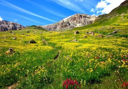 Mountain wildflowers