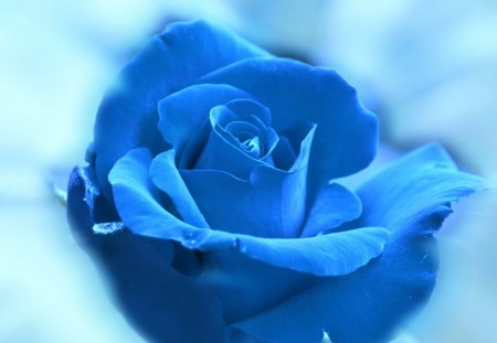 * Soft rose for Andreea *