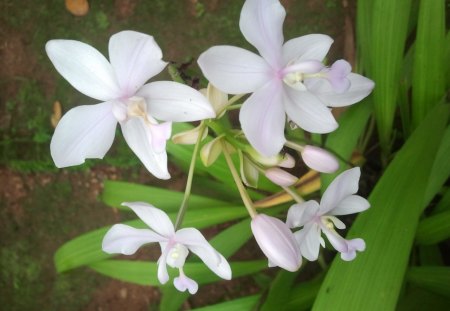 White Flowers - Garden, Summer, Nature, Flowers