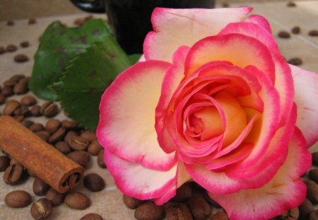 Rose and coffee - cinnamon, coffee, flower, petals, pink, natural, coffee beans, rose, cup