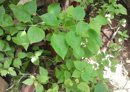 Greeny - Serene, Leaves, Nature, Green