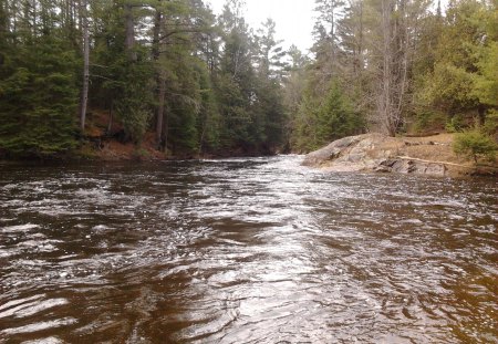 ~~; Big Cedar ;~~ - ontario, nature, trees, river