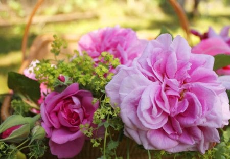 First day  of May - nature, roses, pink, may, flowers, basket, outdoor