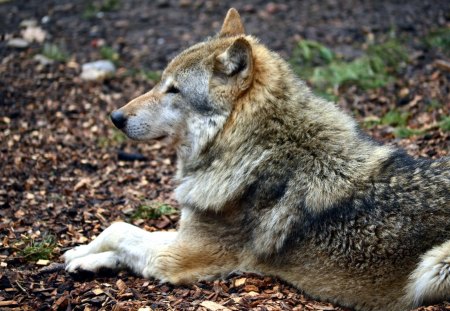 My visit at the Wolfpark - wolves, nature, wolf, predator, grey