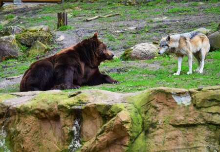 My visit at the Wolfpark - nature, wildlife, wolves, predator