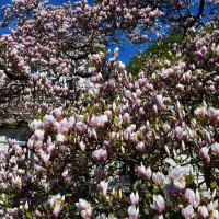 Spring Blossoms