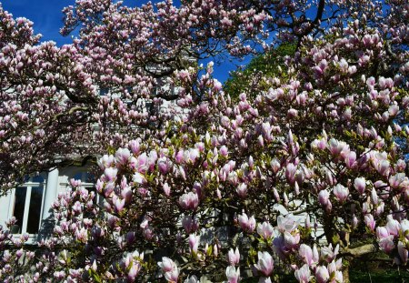 Spring Blossoms - blooms, magnolia, tree, twigs