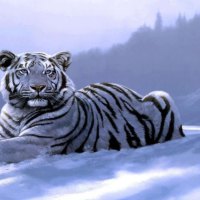  Snow White Tiger