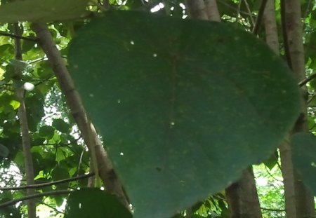 Nature's version of the heart - nature, leaf, tree, green