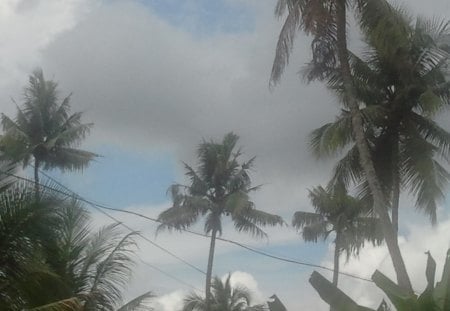 Moody sky - Trees, Nature, Sky, Cloudy