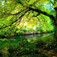 RIVER BANK TREE