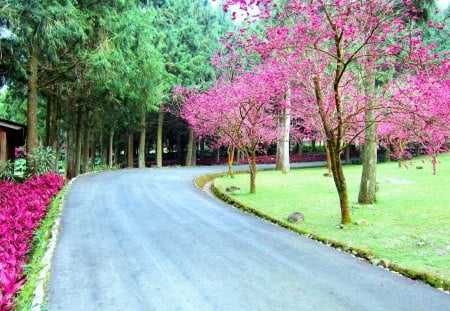 Cherry blossoms - tree, forest, cherry blossoms, grass