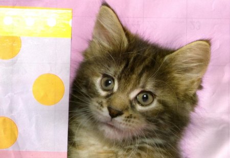 Kitten by a box - cute, box, paws, kitten