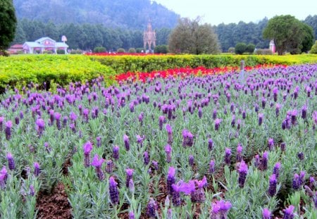 Beautiful flowers - flowers, scenic area, lavender, beautiful