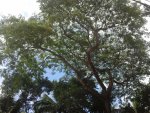 Trees against a partially cloudy sky