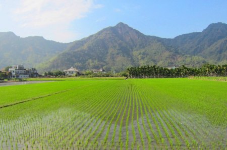 Scenery - house, paddy-field, scenery, mountain