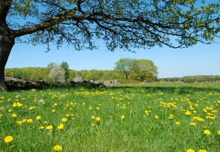 Flowers - flower, tree, nature, grass